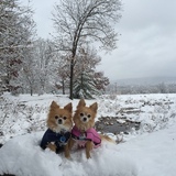 Entry image for Bailey and Malibu