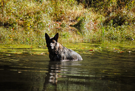 Entry image for Koda. Clicking this image will show a larger photo