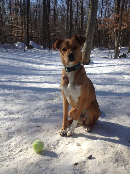 Entry image for Calli. Clicking this image will show a larger photo