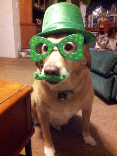 Entry image for Sasha. Clicking this image will show a larger photo