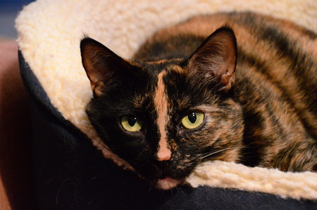 Entry image for Chloe. Clicking this image will show a larger photo