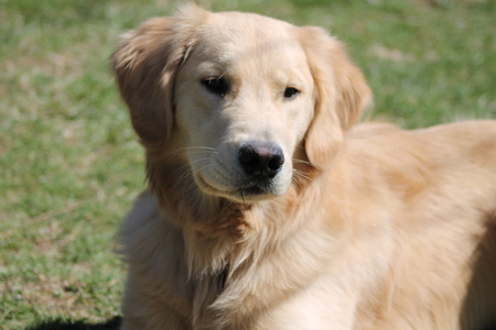 Entry image for Harvey. Clicking this image will show a larger photo