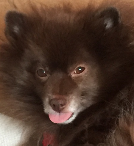 Entry image for Boone. Clicking this image will show a larger photo