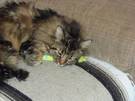 Entry image for Tank. Clicking this image will show a larger photo