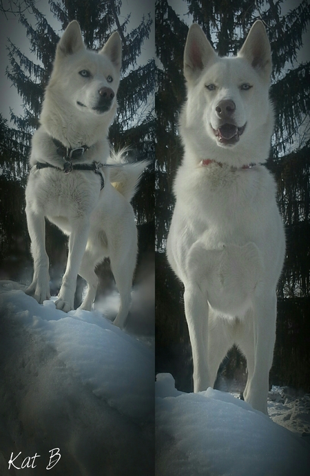 Entry image for Magnum (left) Angel (right). Clicking this image will show a larger photo