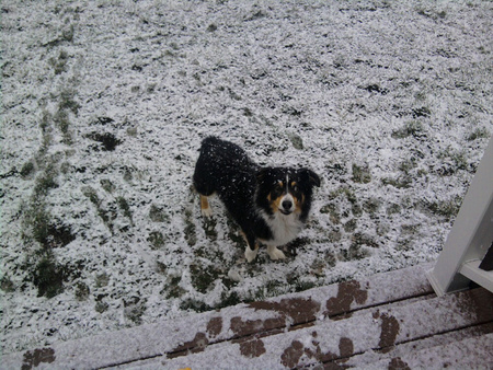 Entry image for Milo. Clicking this image will show a larger photo