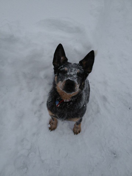 Entry image for Boss. Clicking this image will show a larger photo