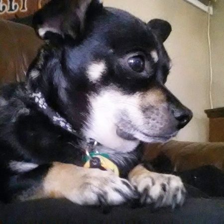 Entry image for Rico. Clicking this image will show a larger photo