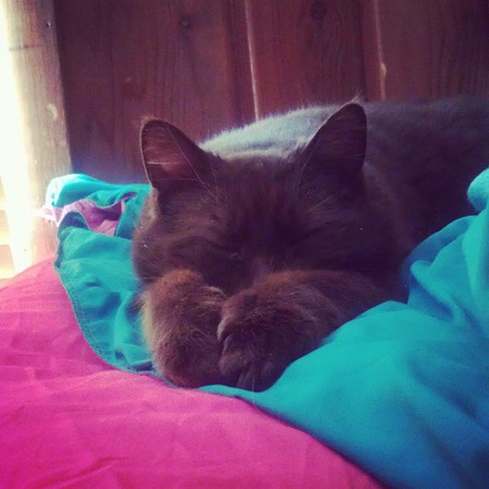 Entry image for Brown. Clicking this image will show a larger photo