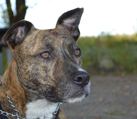 Entry image for Timber. Clicking this image will show a larger photo