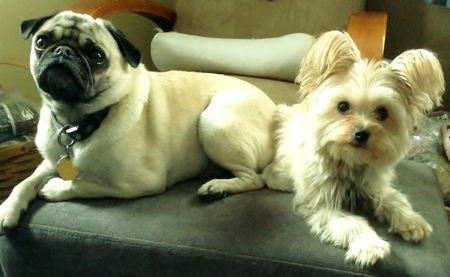 Entry image for Peggy Sue & Fiona. Clicking this image will show a larger photo