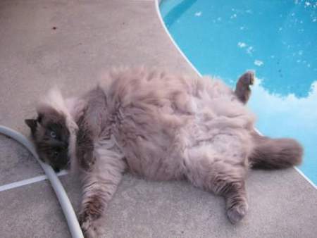 Entry image for Molly. Clicking this image will show a larger photo