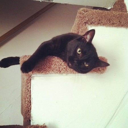 Entry image for Raven. Clicking this image will show a larger photo