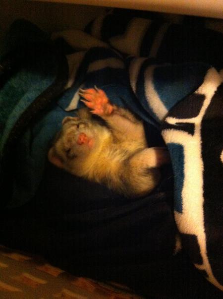 Entry image for Mr. Snickers. Clicking this image will show a larger photo