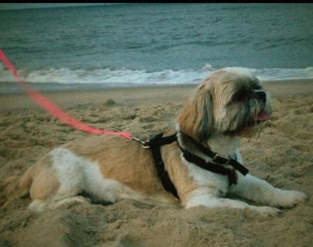 Entry image for Bo. Clicking this image will show a larger photo