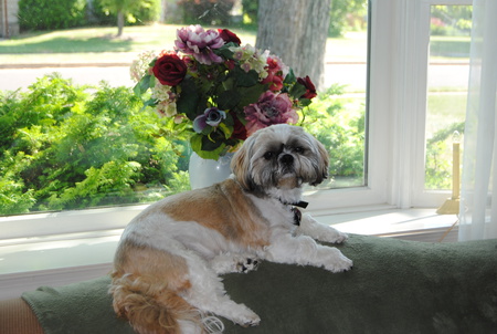 Entry image for Bo. Clicking this image will show a larger photo