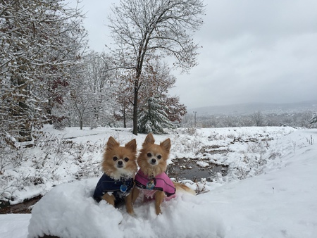 Entry image for Bailey and Malibu. Clicking this image will show a larger photo