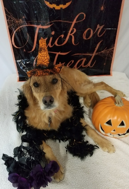 Stella