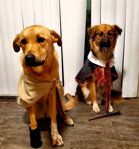 Free Dobby Harry Potter