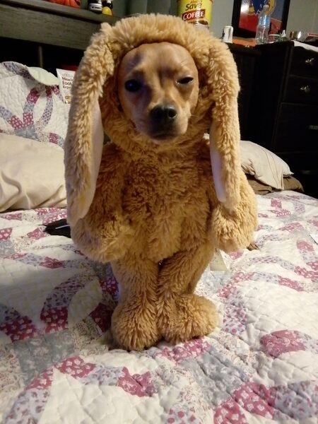 Kujo