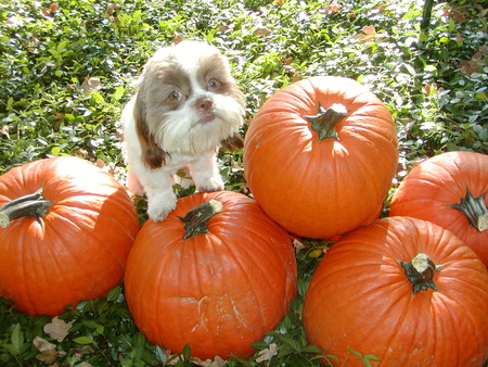 Teddy the pumpkin farmer, choosing the best pumpkins!