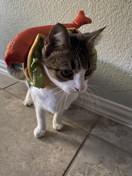 Faith and the fish taco hat