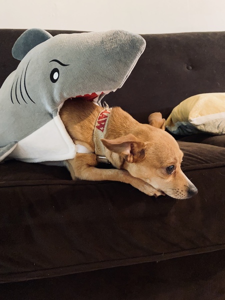 Reggie, SHARK ATTACK 