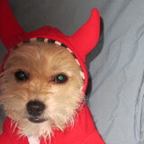 Entry image for Sparky