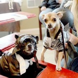 Entry image for Yoda & Tissa (Red Baron & Bomb) 