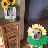 Entry image for Summer 