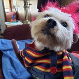 Entry image for Lola