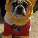 Entry image for Klaus  Pooh bear costume