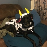 Entry image for King  the dog who moos