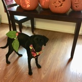 Entry image for Tessie