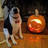 Entry image for Benji (formerly Jackson)