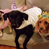 Entry image for Bogey, Bear & Jack 
