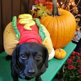 Entry image for Nacho