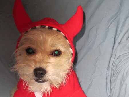 Entry image for Sparky. Clicking this image will show a larger photo