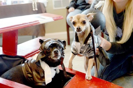 Entry image for Yoda & Tissa (Red Baron & Bomb) . Clicking this image will show a larger photo