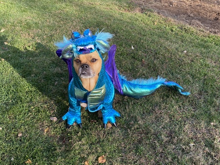 Entry image for Reggie. Clicking this image will show a larger photo