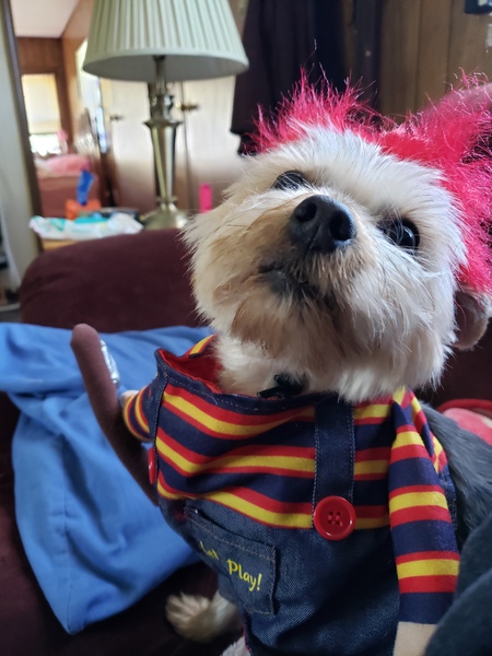 Entry image for Lola. Clicking this image will show a larger photo