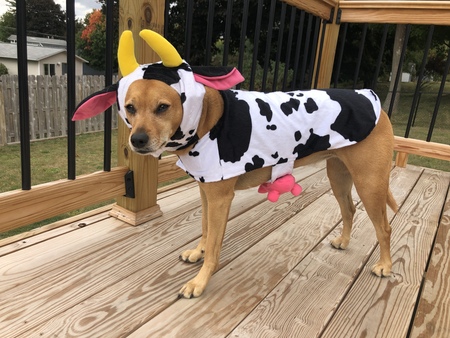 Entry image for Zoey. Clicking this image will show a larger photo