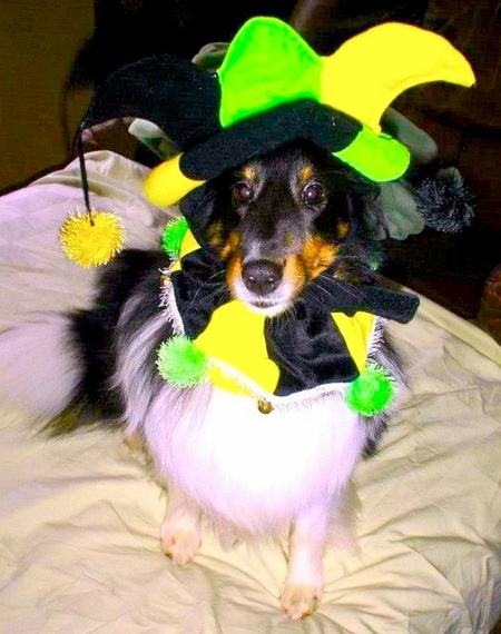 Entry image for Laci. Clicking this image will show a larger photo