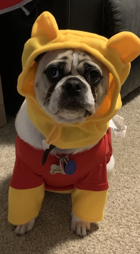 Entry image for Klaus  Pooh bear costume. Clicking this image will show a larger photo