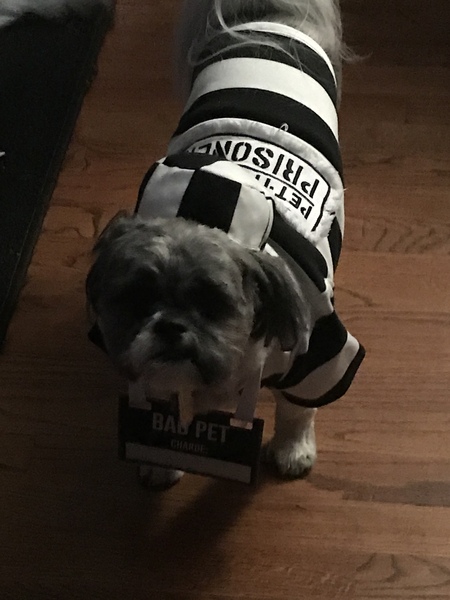 Entry image for Benny. Clicking this image will show a larger photo
