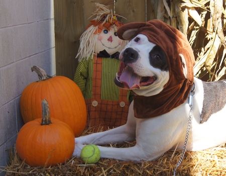Entry image for Olaf. Clicking this image will show a larger photo