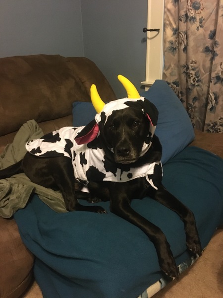 Entry image for King  the dog who moos. Clicking this image will show a larger photo