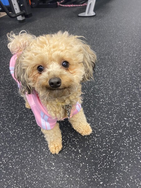 Entry image for Lola . Clicking this image will show a larger photo