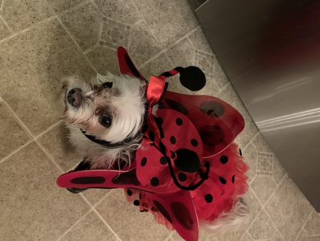 Entry image for Marley . Clicking this image will show a larger photo