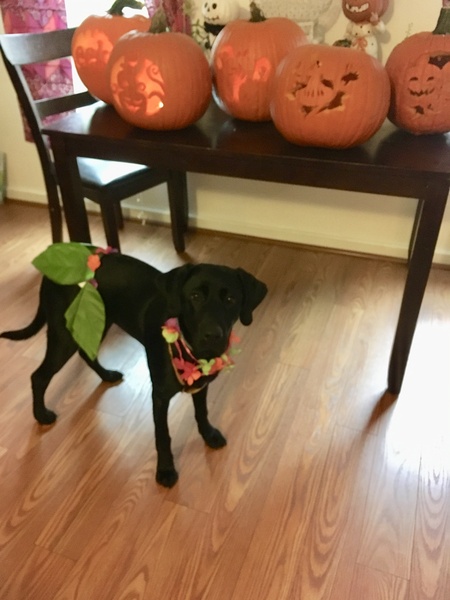 Entry image for Tessie. Clicking this image will show a larger photo